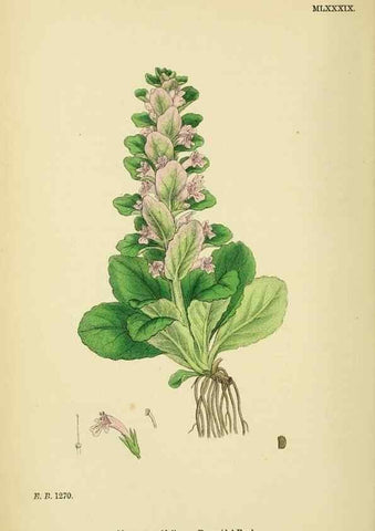 Reproducción/Reproduction 48717723948: English botany, or, Coloured figures of British plants /. London :R. Hardwicke,1863-1886.. 