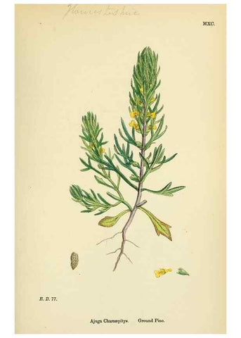 Reproducción/Reproduction 48718060901: English botany, or, Coloured figures of British plants /. London :R. Hardwicke,1863-1886.. 