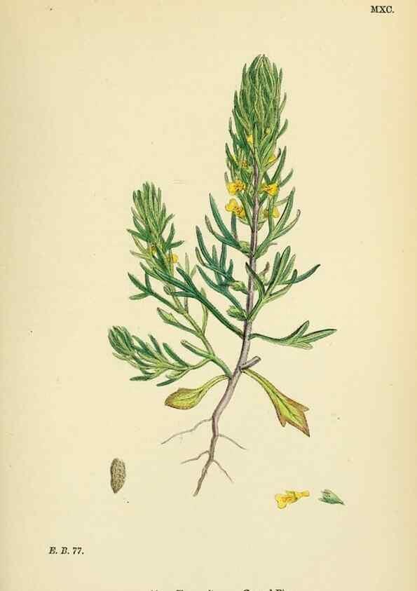 Reproducción/Reproduction 48718060901: English botany, or, Coloured figures of British plants /. London :R. Hardwicke,1863-1886.. 