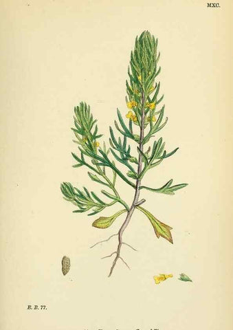 Reproducción/Reproduction 48718060901: English botany, or, Coloured figures of British plants /. London :R. Hardwicke,1863-1886.. 