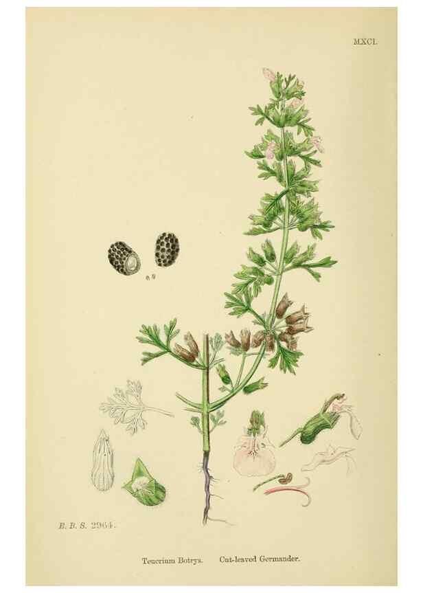 Reproducción/Reproduction 48718061211: English botany, or, Coloured figures of British plants /. London :R. Hardwicke,1863-1886.. 