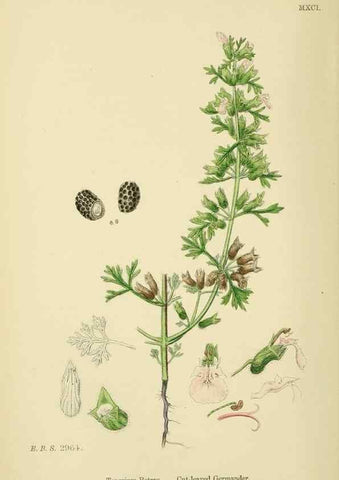 Reproducción/Reproduction 48718061211: English botany, or, Coloured figures of British plants /. London :R. Hardwicke,1863-1886.. 
