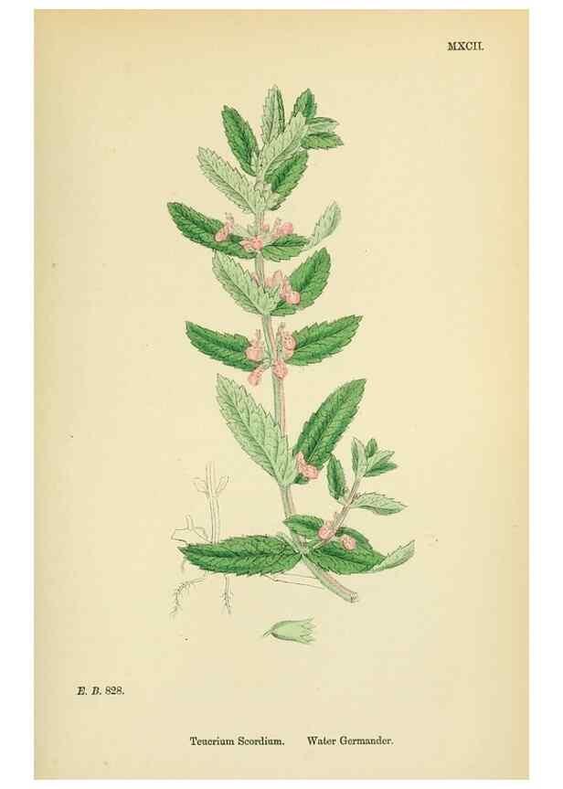 Reproducción/Reproduction 48718061681: English botany, or, Coloured figures of British plants /. London :R. Hardwicke,1863-1886.. 