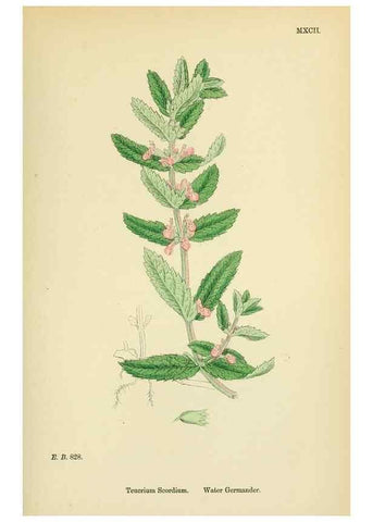 Reproducción/Reproduction 48718061681: English botany, or, Coloured figures of British plants /. London :R. Hardwicke,1863-1886.. 