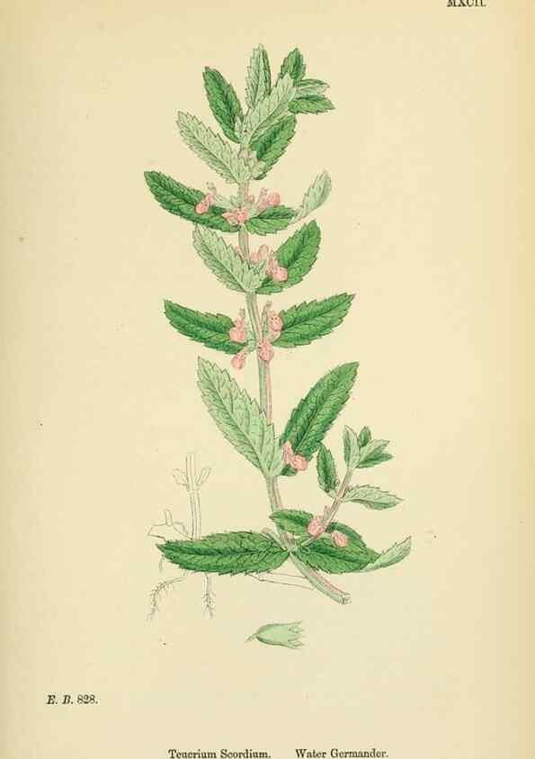 Reproducción/Reproduction 48718061681: English botany, or, Coloured figures of British plants /. London :R. Hardwicke,1863-1886.. 