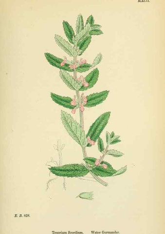 Reproducción/Reproduction 48718061681: English botany, or, Coloured figures of British plants /. London :R. Hardwicke,1863-1886.. 