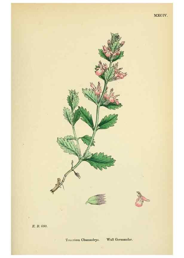 Reproducción/Reproduction 48718061931: English botany, or, Coloured figures of British plants /. London :R. Hardwicke,1863-1886.. 
