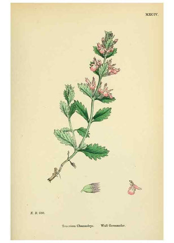 Reproducción/Reproduction 48718061931: English botany, or, Coloured figures of British plants /. London :R. Hardwicke,1863-1886.. 