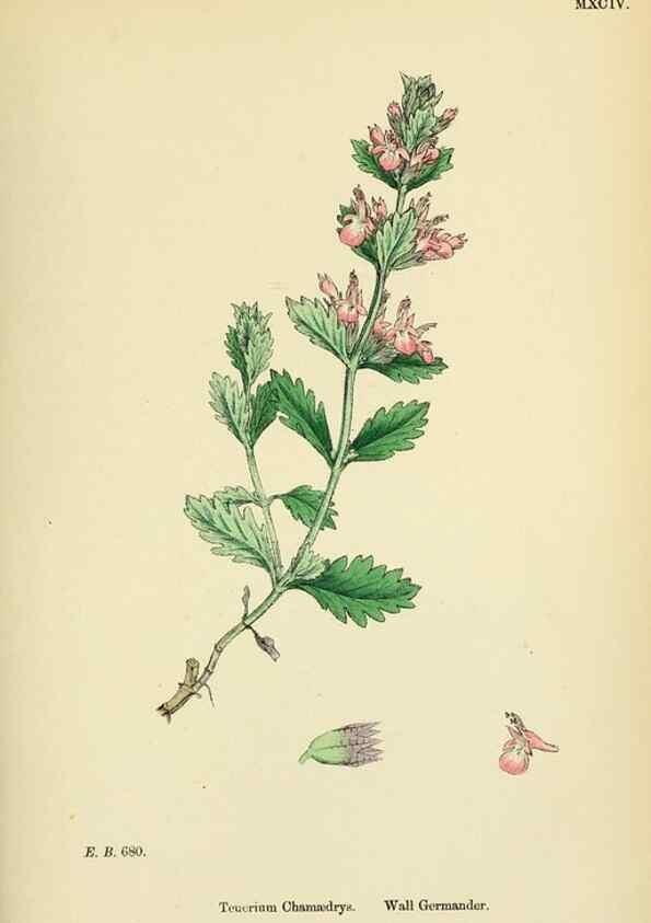 Reproducción/Reproduction 48718061931: English botany, or, Coloured figures of British plants /. London :R. Hardwicke,1863-1886.. 