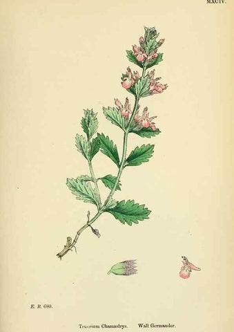 Reproducción/Reproduction 48718061931: English botany, or, Coloured figures of British plants /. London :R. Hardwicke,1863-1886.. 