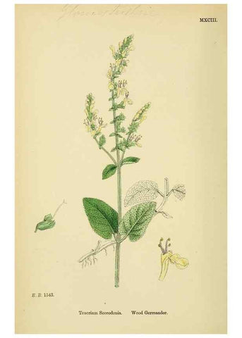 Reproducción/Reproduction 48718062211: English botany, or, Coloured figures of British plants /. London :R. Hardwicke,1863-1886.. 