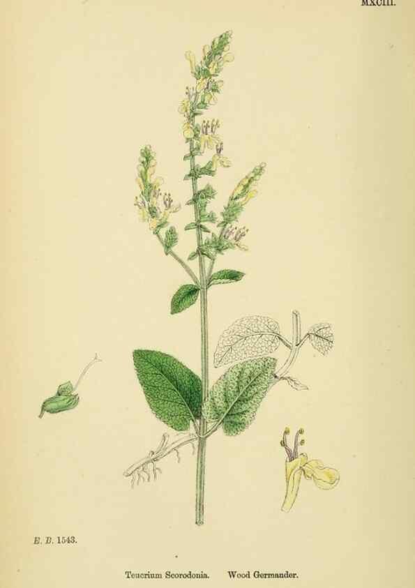 Reproducción/Reproduction 48718062211: English botany, or, Coloured figures of British plants /. London :R. Hardwicke,1863-1886.. 