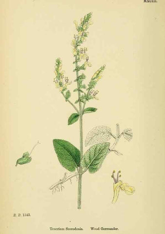 Reproducción/Reproduction 48718062211: English botany, or, Coloured figures of British plants /. London :R. Hardwicke,1863-1886.. 