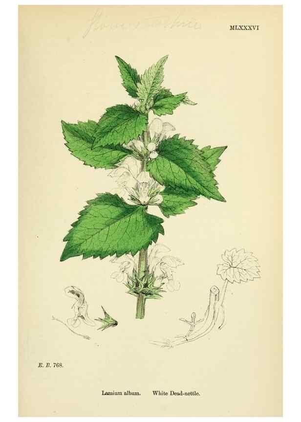 Reproducción/Reproduction 48718231592: English botany, or, Coloured figures of British plants /. London :R. Hardwicke,1863-1886.. 
