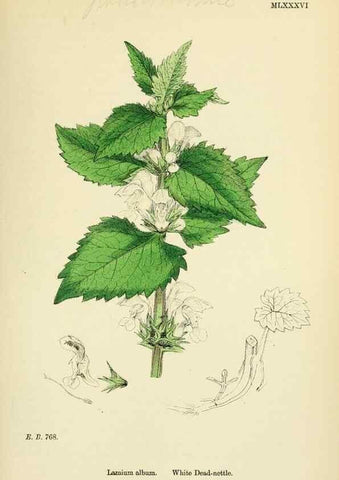 Reproducción/Reproduction 48718231592: English botany, or, Coloured figures of British plants /. London :R. Hardwicke,1863-1886.. 