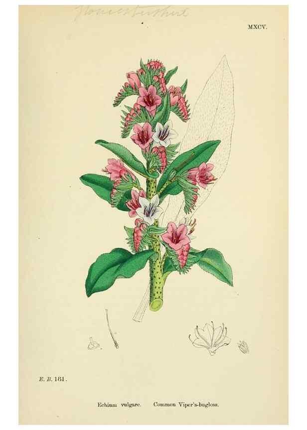 Reproducción/Reproduction 48717725768: English botany, or, Coloured figures of British plants /. London :R. Hardwicke,1863-1886.. 