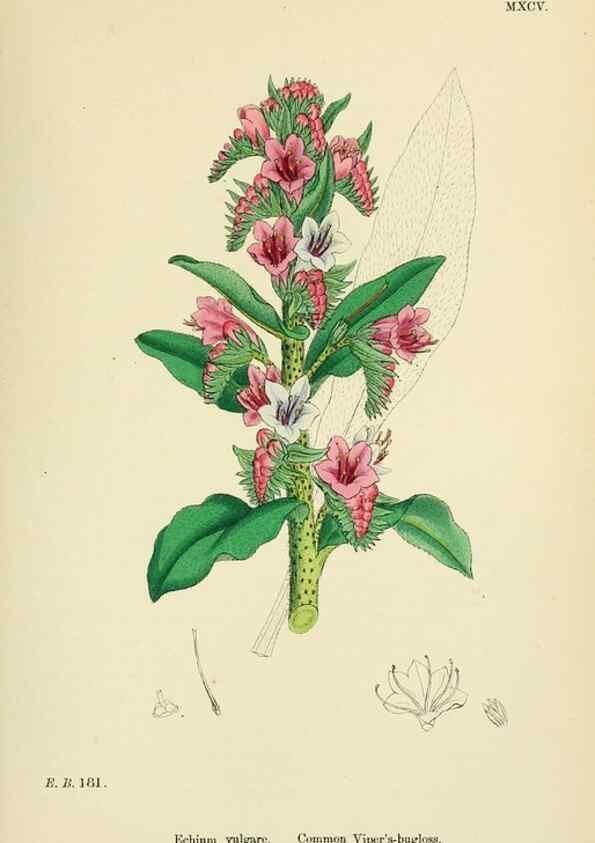 Reproducción/Reproduction 48717725768: English botany, or, Coloured figures of British plants /. London :R. Hardwicke,1863-1886.. 