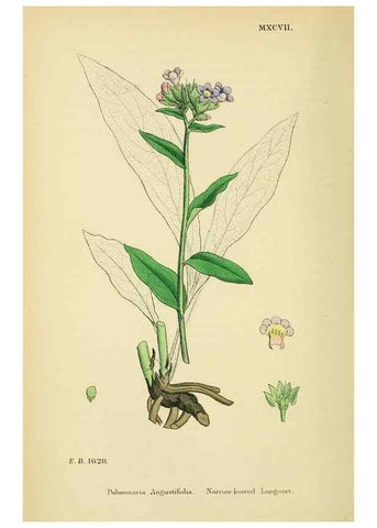 Reproducción/Reproduction 48718063026: English botany, or, Coloured figures of British plants /. London :R. Hardwicke,1863-1886.. 