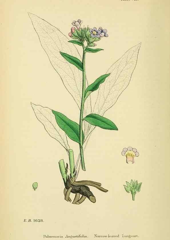 Reproducción/Reproduction 48718063026: English botany, or, Coloured figures of British plants /. London :R. Hardwicke,1863-1886.. 
