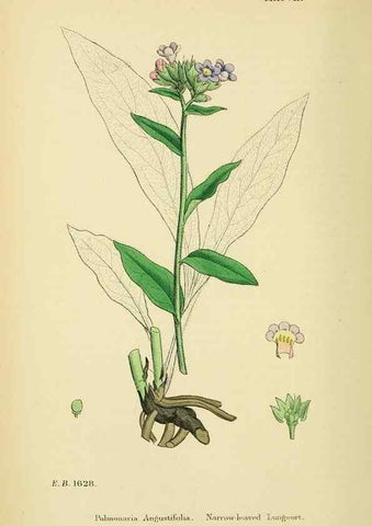 Reproducción/Reproduction 48718063026: English botany, or, Coloured figures of British plants /. London :R. Hardwicke,1863-1886.. 