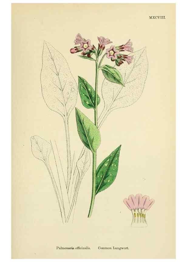 Reproducción/Reproduction 48717726743: English botany, or, Coloured figures of British plants /. London :R. Hardwicke,1863-1886.. 