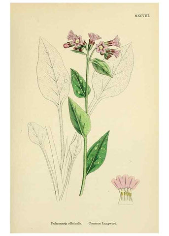 Reproducción/Reproduction 48717726743: English botany, or, Coloured figures of British plants /. London :R. Hardwicke,1863-1886.. 