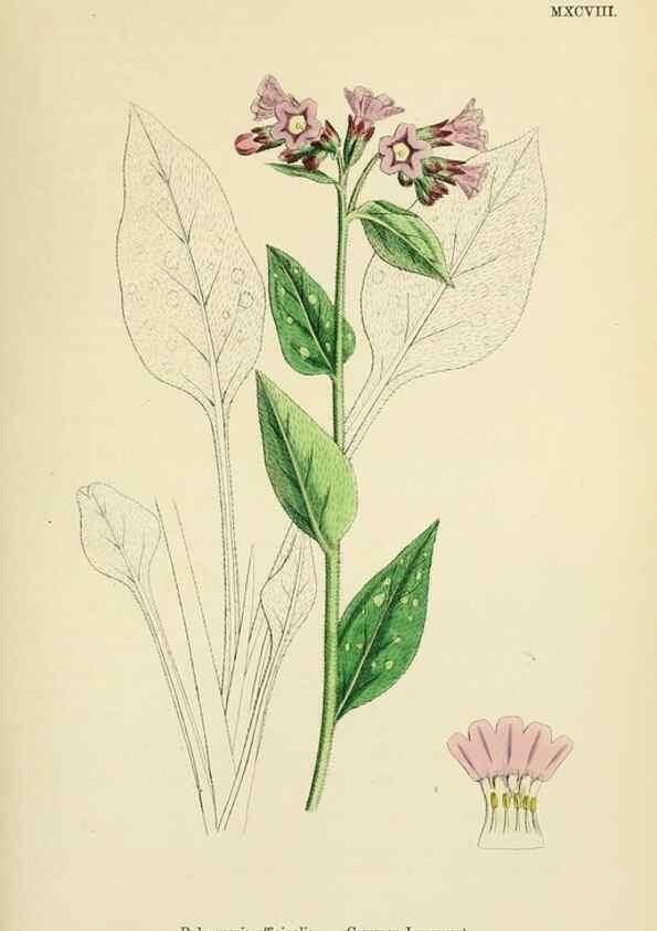Reproducción/Reproduction 48717726743: English botany, or, Coloured figures of British plants /. London :R. Hardwicke,1863-1886.. 