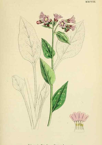 Reproducción/Reproduction 48717726743: English botany, or, Coloured figures of British plants /. London :R. Hardwicke,1863-1886.. 
