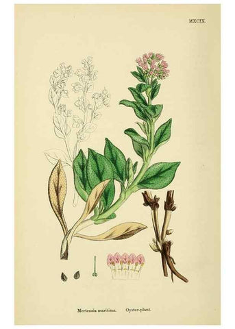 Reproducción/Reproduction 48718235697: English botany, or, Coloured figures of British plants /. London :R. Hardwicke,1863-1886.. 