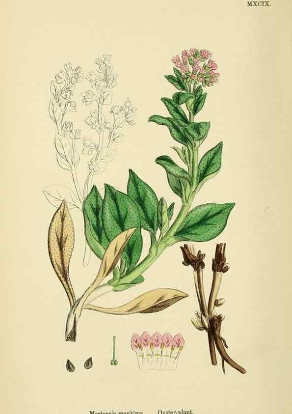Reproducción/Reproduction 48718235697: English botany, or, Coloured figures of British plants /. London :R. Hardwicke,1863-1886.. 