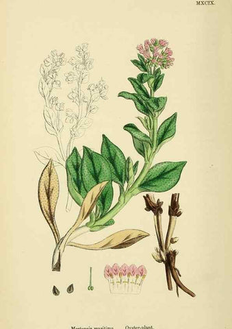 Reproducción/Reproduction 48718235697: English botany, or, Coloured figures of British plants /. London :R. Hardwicke,1863-1886.. 
