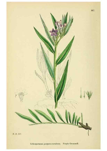 Reproducción/Reproduction 48717727383: English botany, or, Coloured figures of British plants /. London :R. Hardwicke,1863-1886.. 