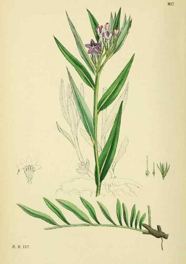 Reproducción/Reproduction 48717727383: English botany, or, Coloured figures of British plants /. London :R. Hardwicke,1863-1886.. 