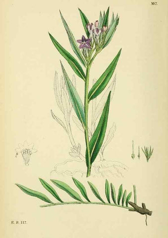 Reproducción/Reproduction 48717727383: English botany, or, Coloured figures of British plants /. London :R. Hardwicke,1863-1886.. 