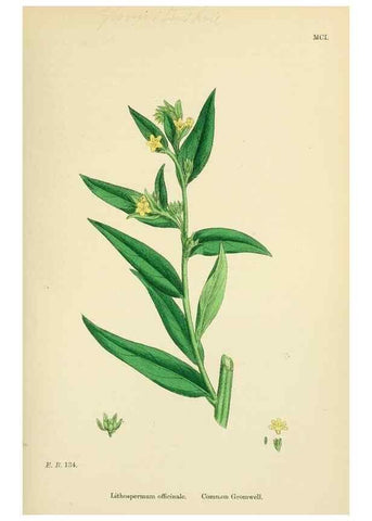 Reproducción/Reproduction 48718236327: English botany, or, Coloured figures of British plants /. London :R. Hardwicke,1863-1886.. 