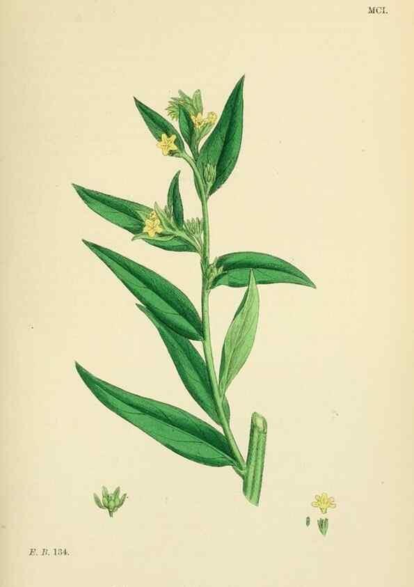 Reproducción/Reproduction 48718236327: English botany, or, Coloured figures of British plants /. London :R. Hardwicke,1863-1886.. 