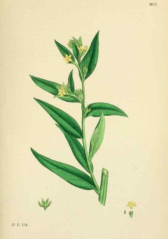 Reproducción/Reproduction 48718236327: English botany, or, Coloured figures of British plants /. London :R. Hardwicke,1863-1886.. 