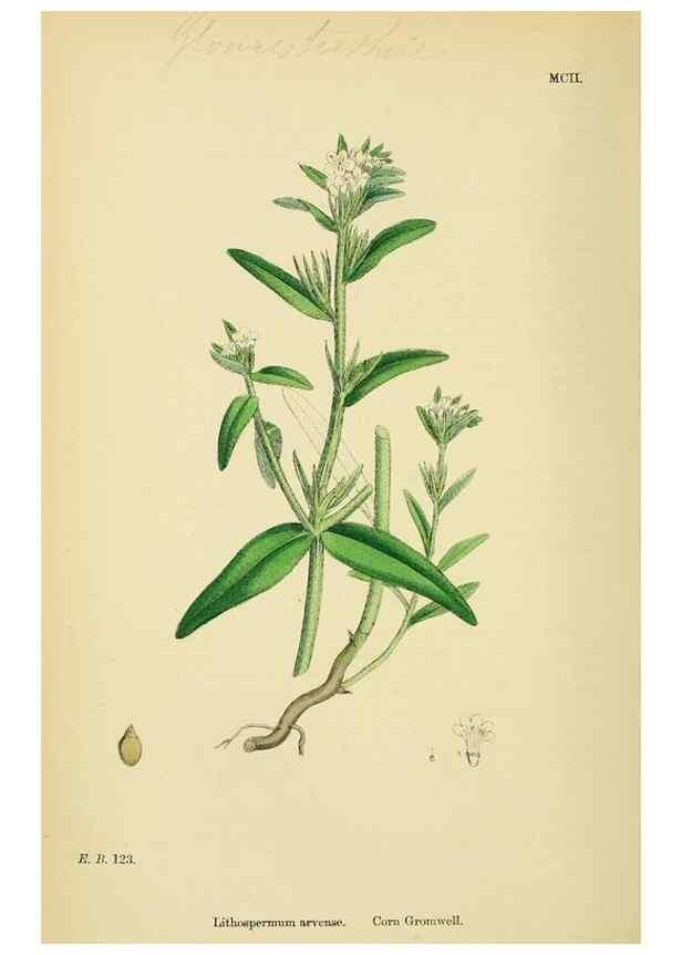 Reproducción/Reproduction 48718064671: English botany, or, Coloured figures of British plants /. London :R. Hardwicke,1863-1886.. 