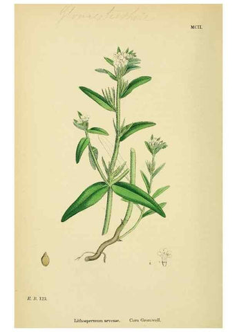 Reproducción/Reproduction 48718064671: English botany, or, Coloured figures of British plants /. London :R. Hardwicke,1863-1886.. 