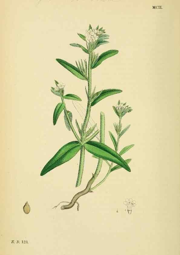 Reproducción/Reproduction 48718064671: English botany, or, Coloured figures of British plants /. London :R. Hardwicke,1863-1886.. 