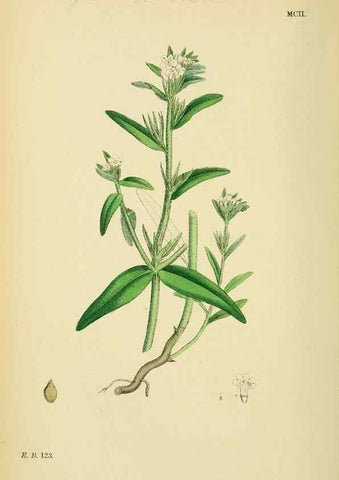 Reproducción/Reproduction 48718064671: English botany, or, Coloured figures of British plants /. London :R. Hardwicke,1863-1886.. 