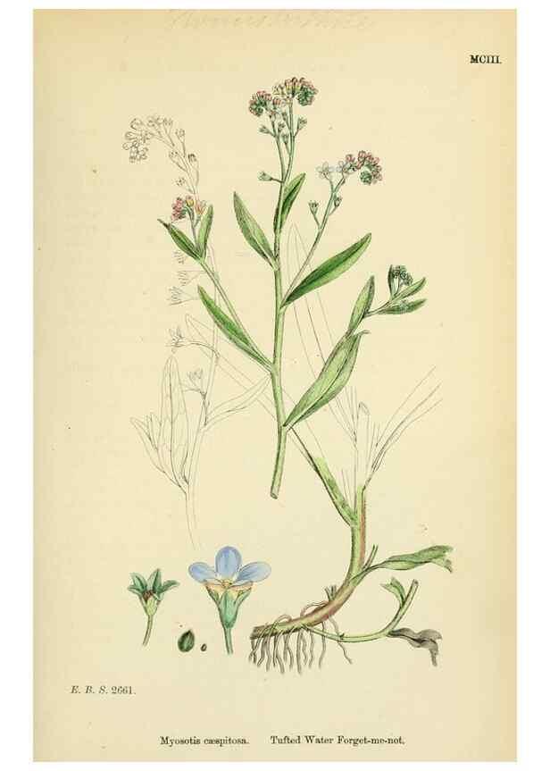 Reproducción/Reproduction 48718237142: English botany, or, Coloured figures of British plants /. London :R. Hardwicke,1863-1886.. 