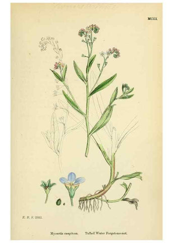 Reproducción/Reproduction 48718237142: English botany, or, Coloured figures of British plants /. London :R. Hardwicke,1863-1886.. 
