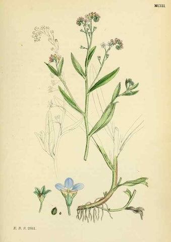Reproducción/Reproduction 48718237142: English botany, or, Coloured figures of British plants /. London :R. Hardwicke,1863-1886.. 