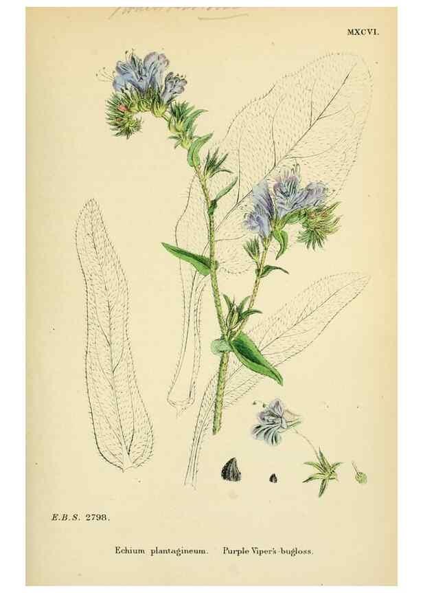 Reproducción/Reproduction 48718062776: English botany, or, Coloured figures of British plants /. London :R. Hardwicke,1863-1886.. 