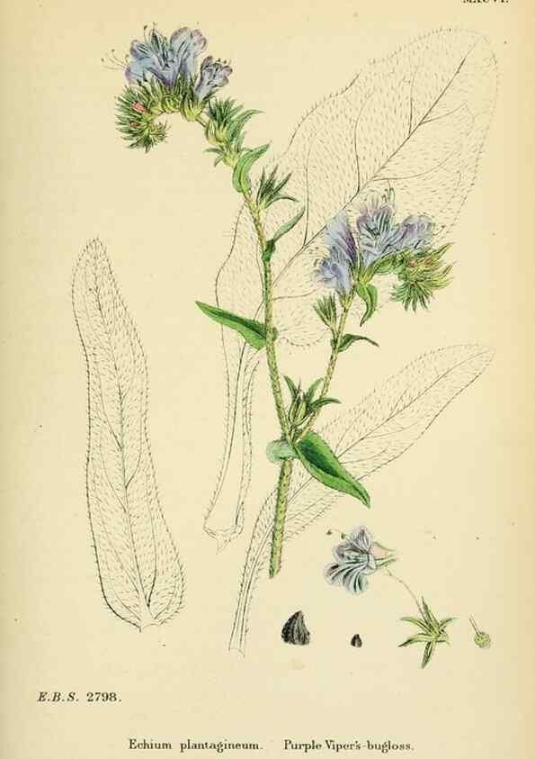 Reproducción/Reproduction 48718062776: English botany, or, Coloured figures of British plants /. London :R. Hardwicke,1863-1886.. 
