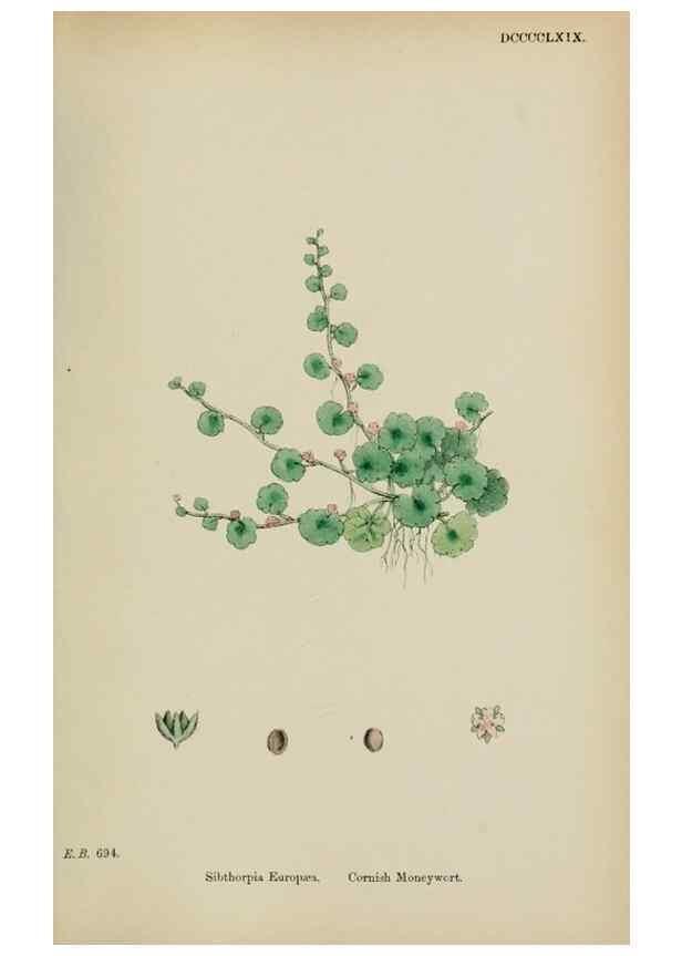 Reproducción/Reproduction 48717916056: English botany, or, Coloured figures of British plants /. London :R. Hardwicke,1863-1886.. 