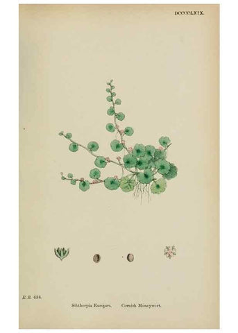 Reproducción/Reproduction 48717916056: English botany, or, Coloured figures of British plants /. London :R. Hardwicke,1863-1886.. 