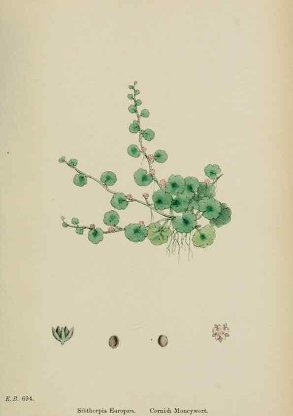 Reproducción/Reproduction 48717916056: English botany, or, Coloured figures of British plants /. London :R. Hardwicke,1863-1886.. 