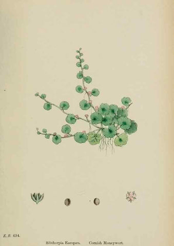 Reproducción/Reproduction 48717916056: English botany, or, Coloured figures of British plants /. London :R. Hardwicke,1863-1886.. 